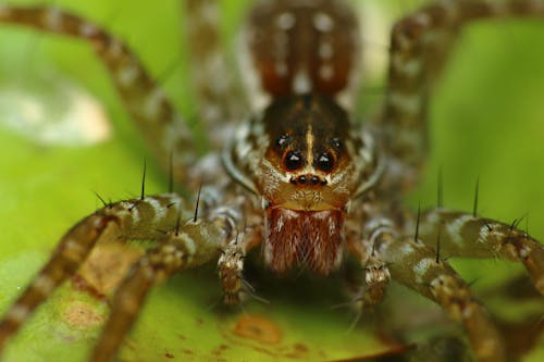 무료 거미, 거미류, 매크로 촬영의 무료 스톡 사진