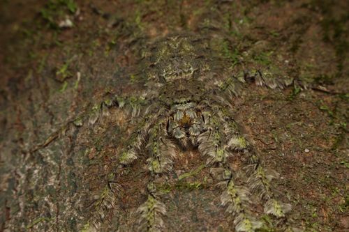 Free Intriguing close-up of a camouflaged spider blending in with tree bark texture. Stock Photo