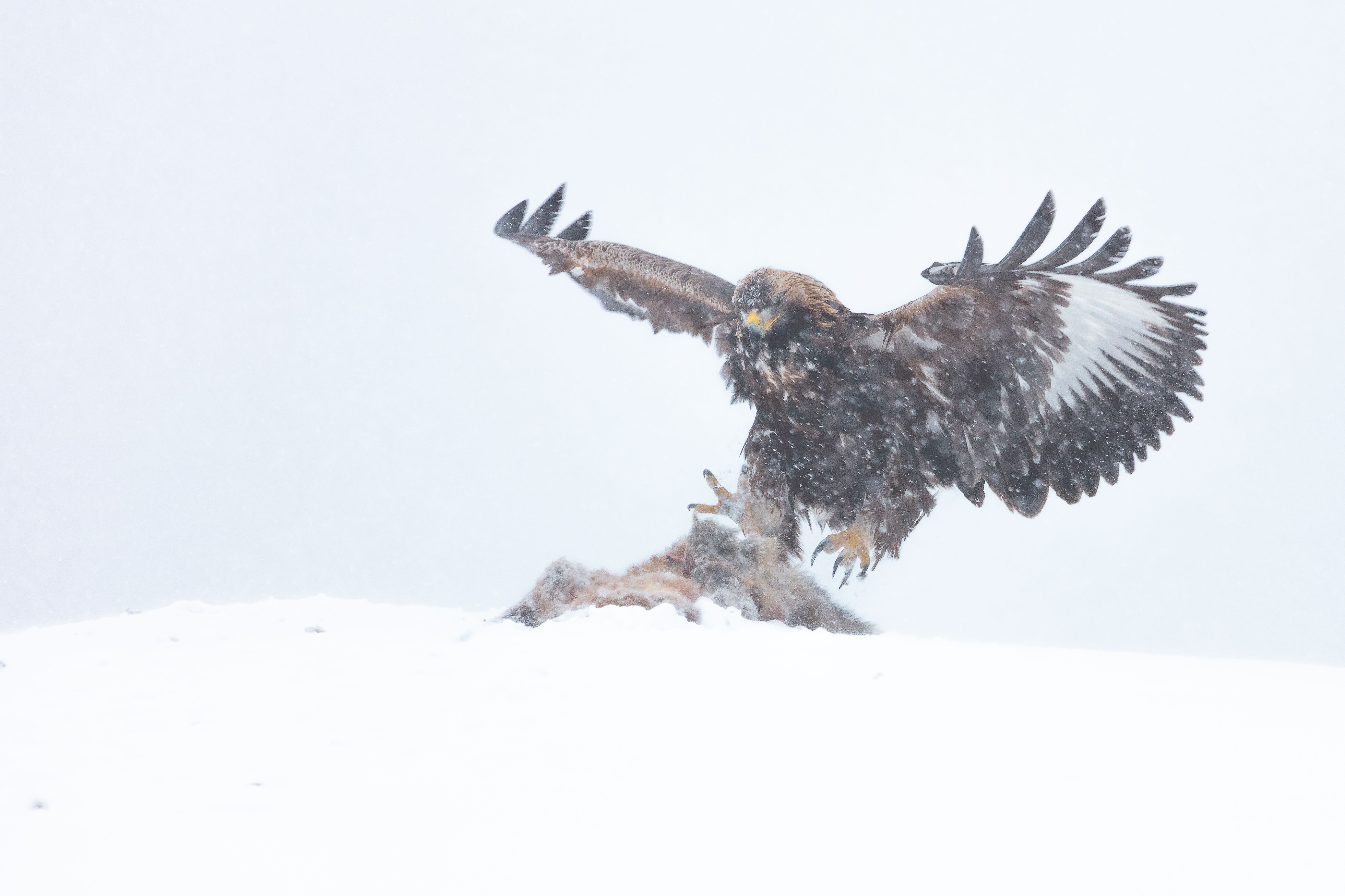 Gratis stockfoto met adelaar, birds_flying, dieren jagen Stockfoto