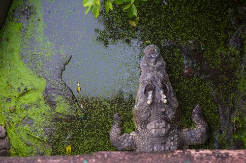 Free Aerial view of a crocodile resting in a swamp with green algae, highlighting its texture and habitat. Stock Photo
