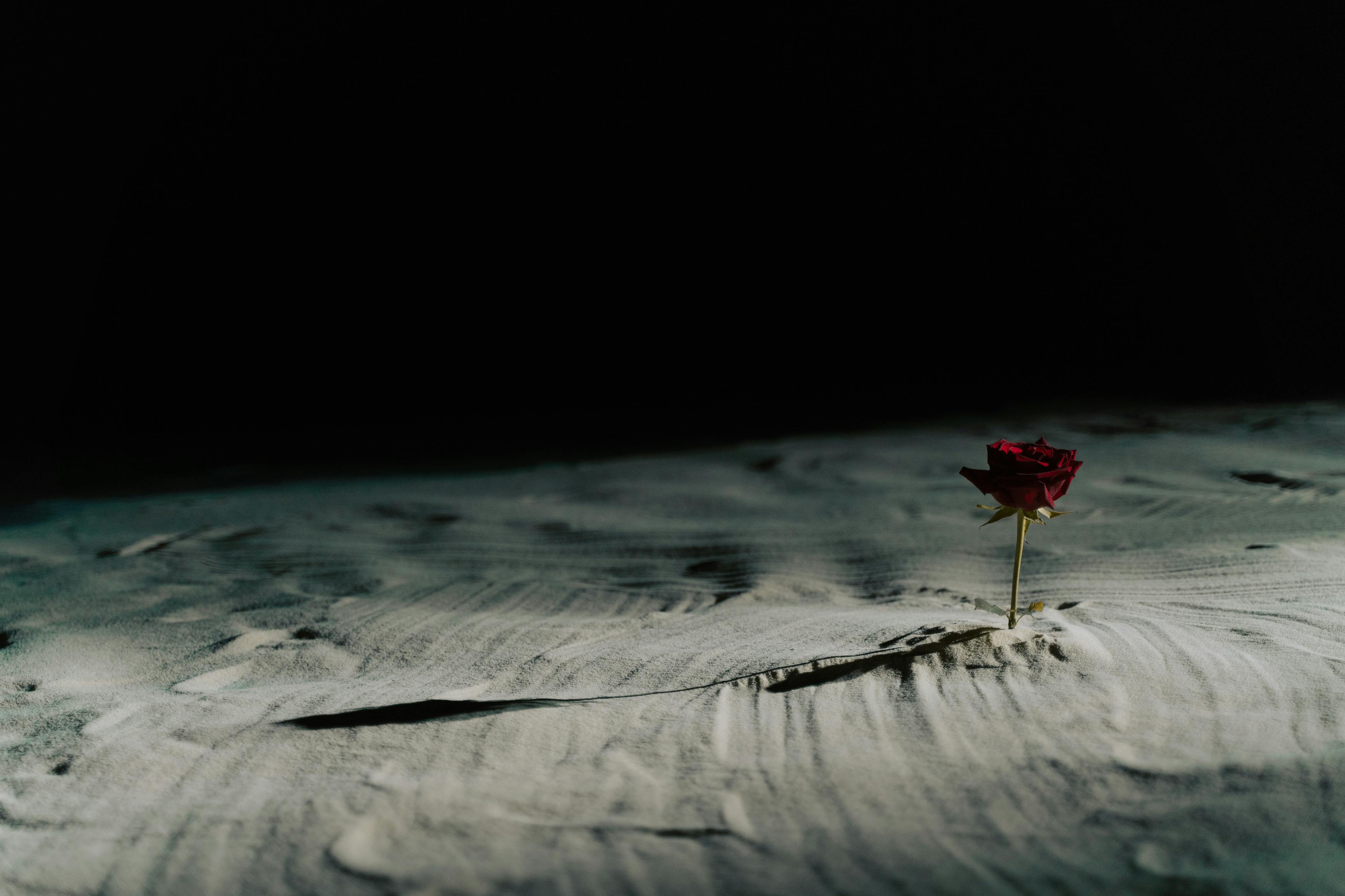 Una Rosa sobre un paramo arido y oscuro