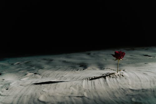 Free A Red Rose on the Sand Stock Photo