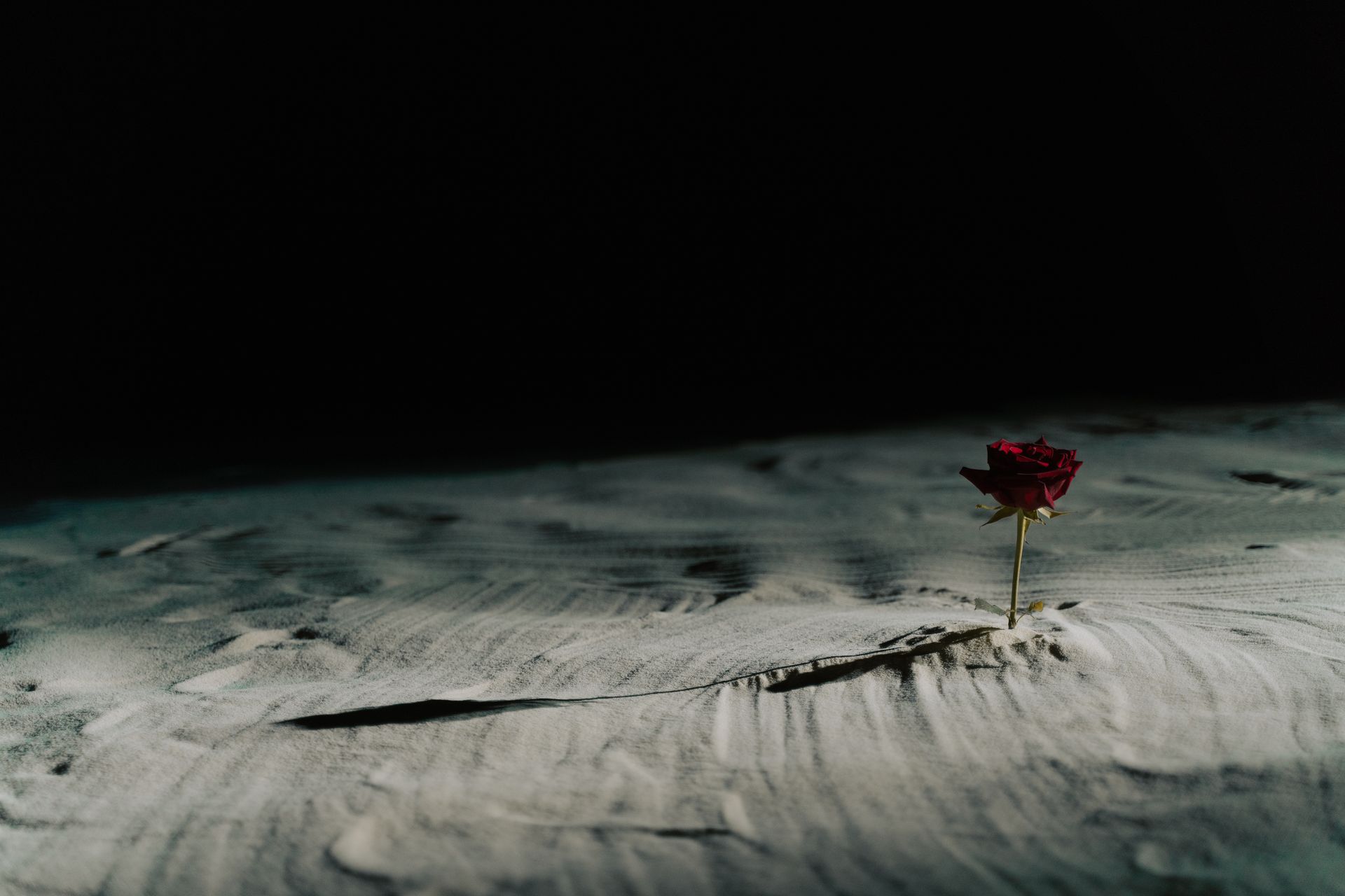 A single red rose stands alone in a dark, sandy desert setting, casting a soft shadow.