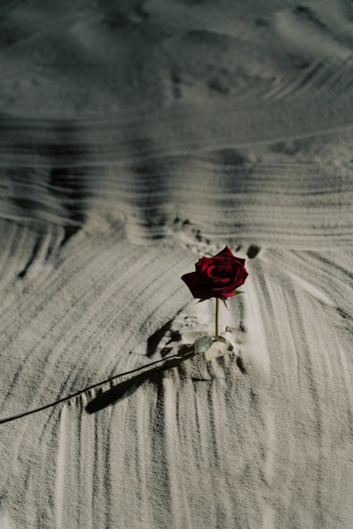 A Red Rose on the Sand