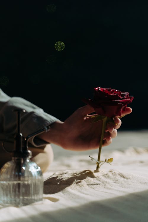 Close-Up Shot of a Person Holding a Red Rose on the Sand