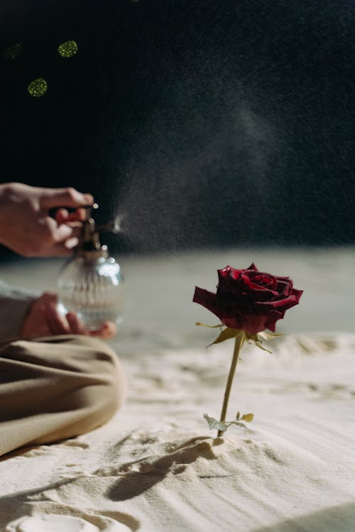 Close-Up Shot of a Red Rose on the Sand