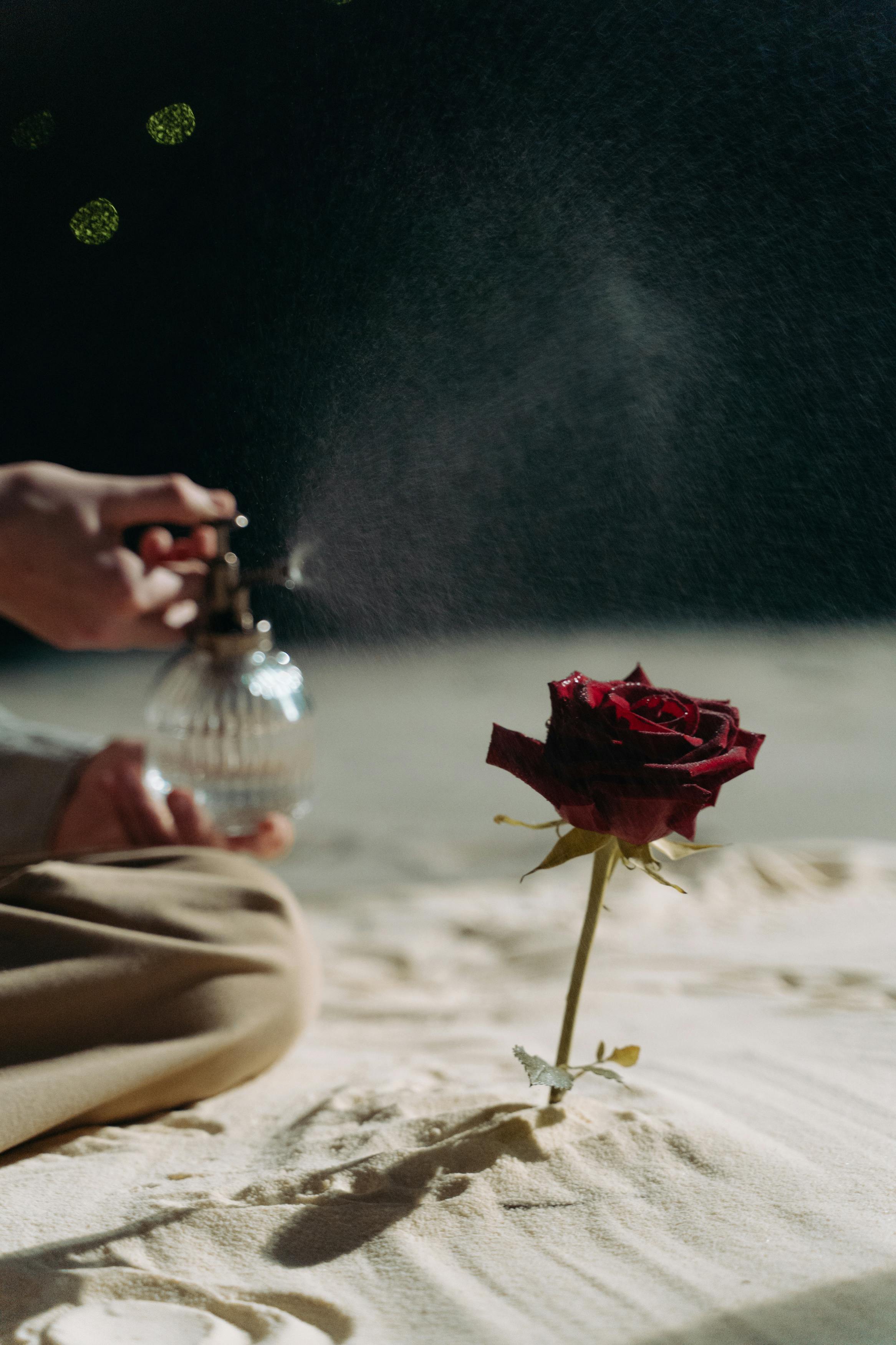 Dark Red Rose Photos, Download The BEST Free Dark Red Rose Stock Photos & HD Images Dark Red Rose Photos, Download The BEST Free Dark Red Rose Stock Photos & HD Images