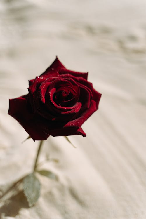 Close-Up Shot of a Red Rose on the Sand