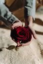 Person Holding Red Rose on Brown Sand