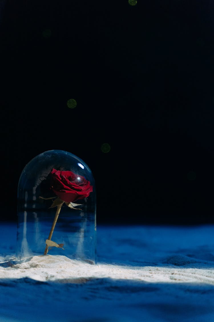 Red Rose Under Glass Cylinder