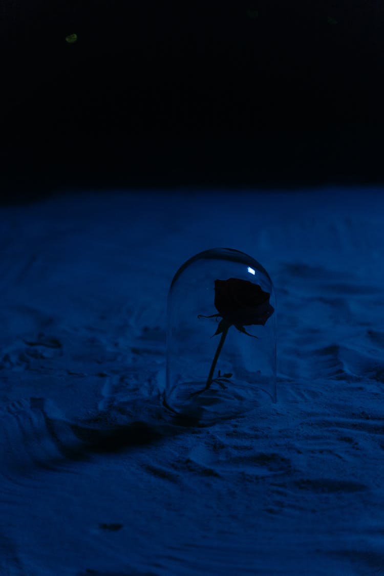 A Silhouette Of A Rose In A Glass Container