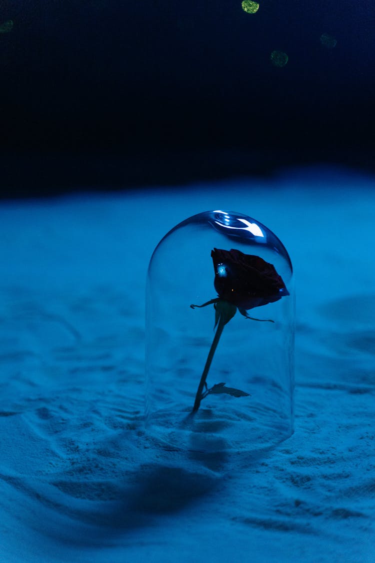 Rose Under Glass Cylinder On The Sand In Blue Light