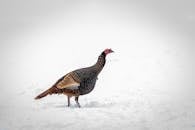 A Turkey on the Snow