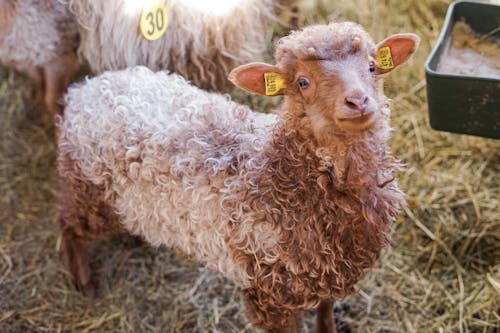 Free Baby Sheep with Yellow Labels on Ears Stock Photo