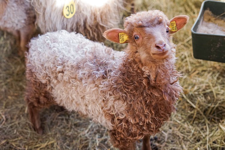 Baby Sheep With Yellow Labels On Ears