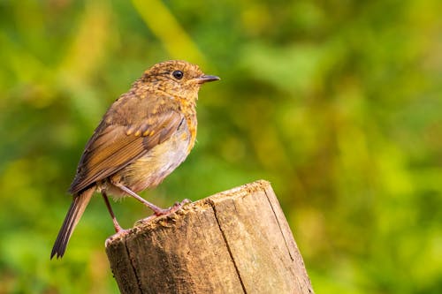 Free European Robin in Close-Up Photography Stock Photo