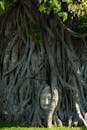 Gray Tree Roots and Trunks with Ancient Head Sculpture