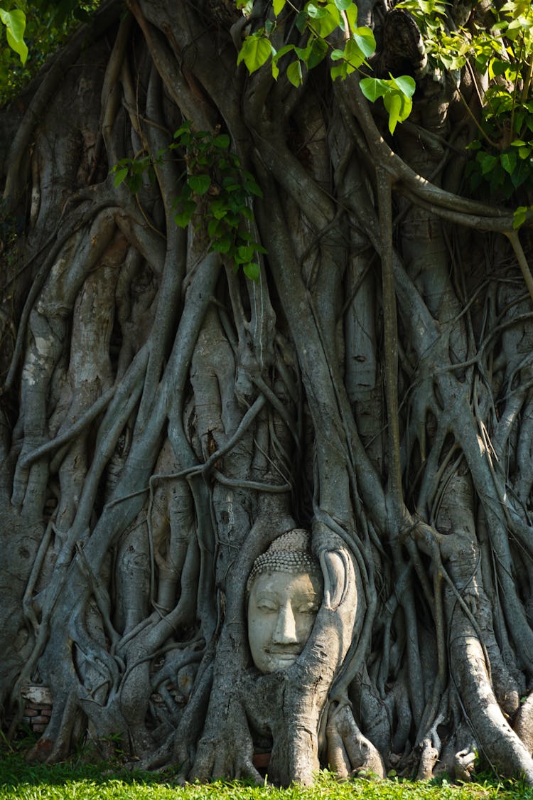 Gray Tree Roots And Trunks With Ancient Head Sculpture