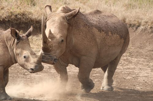 Free Two rhinoceroses roam the dusty savanna in Nakuru County, Kenya. Stock Photo