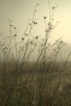 Ethereal image of tall grass in a misty field, capturing nature's tranquility.