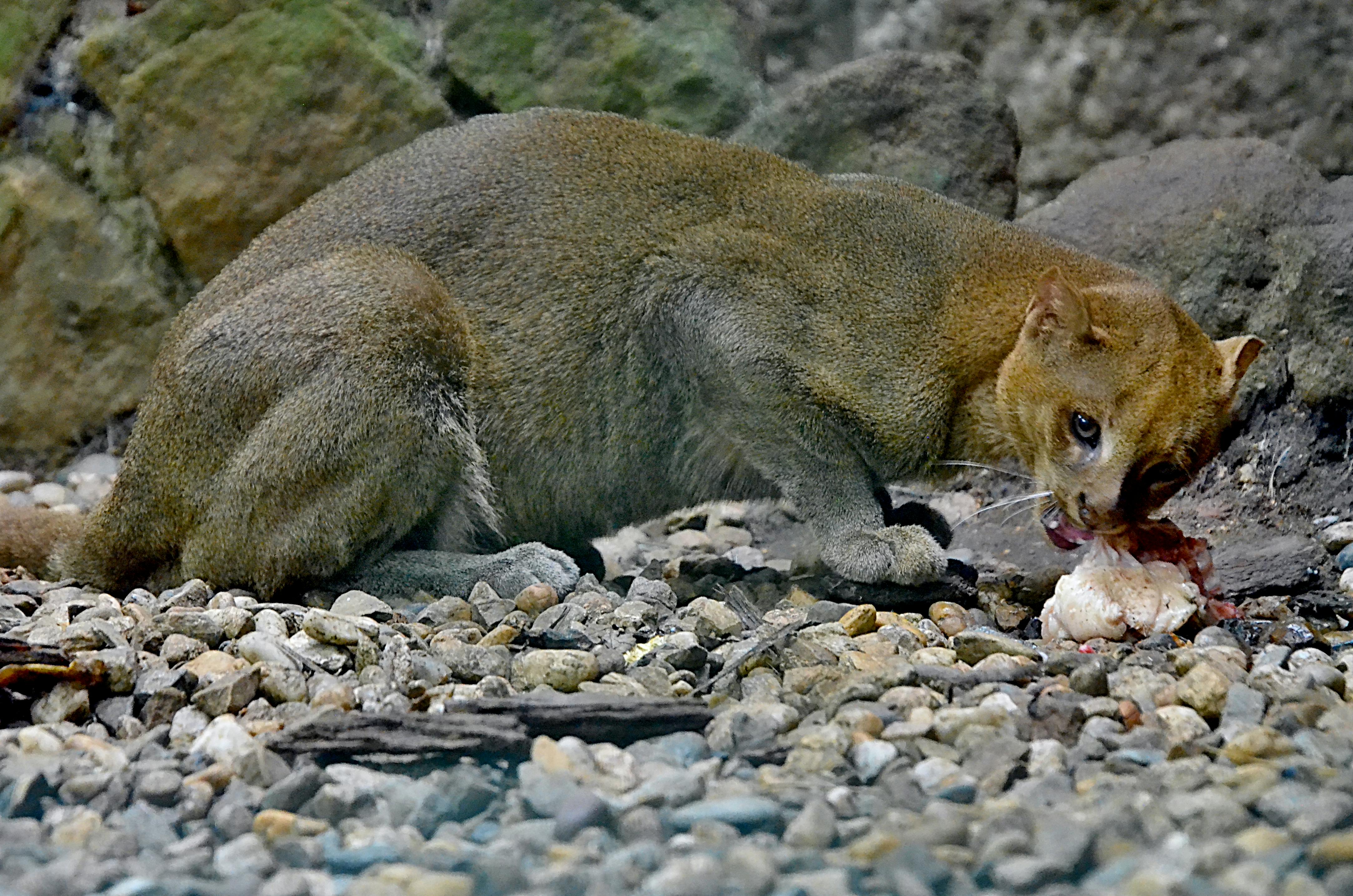 观叶盆栽图片大全图片-第12张图片-吾爱花网