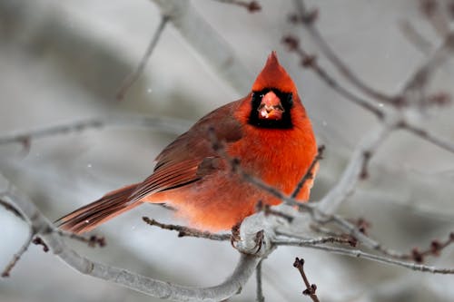 cardinal bird in snow wallpapers