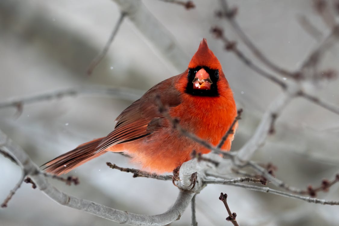 Cardinal looking at the camera