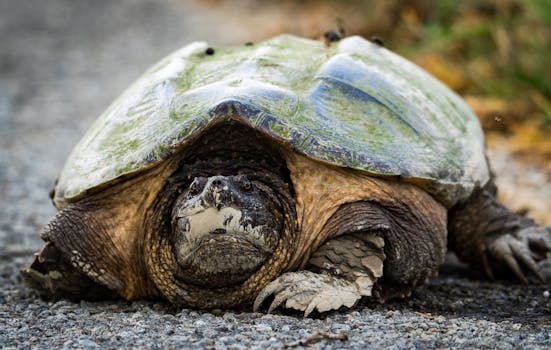 A detailed close-up image of a snapping turtle on a road surface in natural habitat.