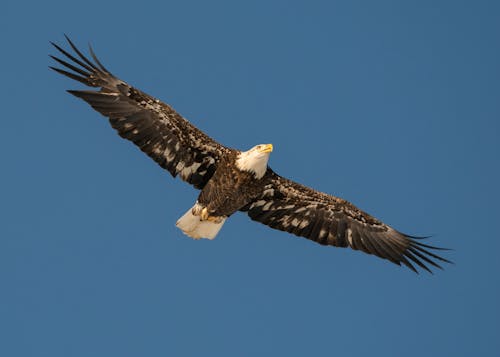 Photo of a Bald Eagle Flying Under the Blue Sky