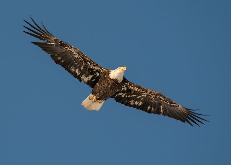 Photo Of A Bald Eagle Flying Under The Blue Sky