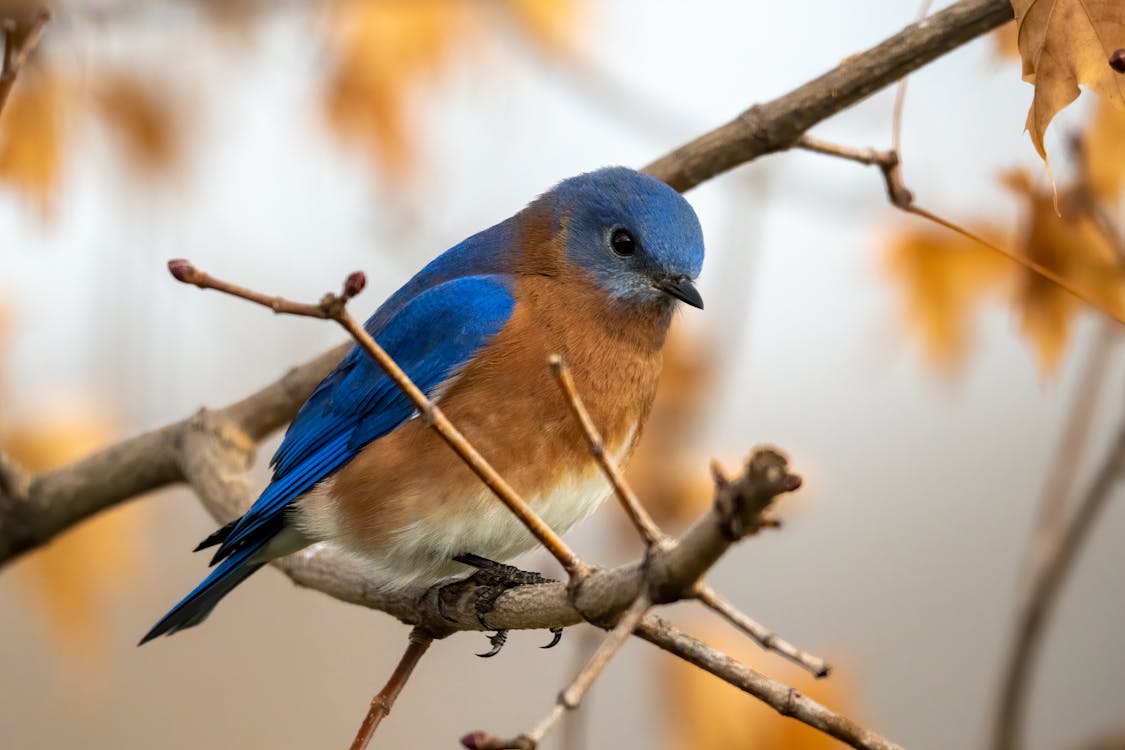 Free Blue and Brown Bird on Brown Tree Branch Stock Photo
