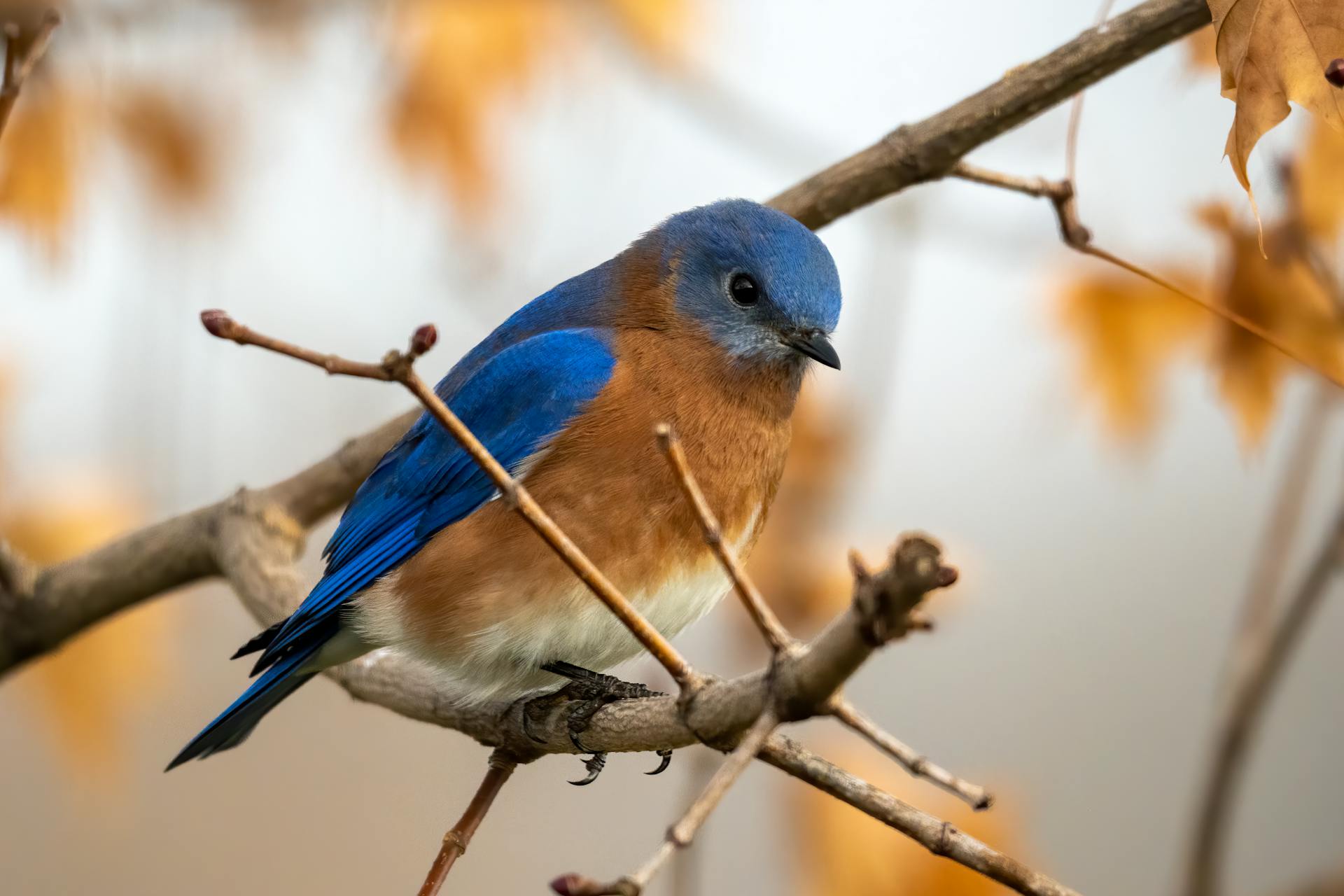 Close-up of an Eastern Bluebird perched on a tree branch with a blurred autumn background.