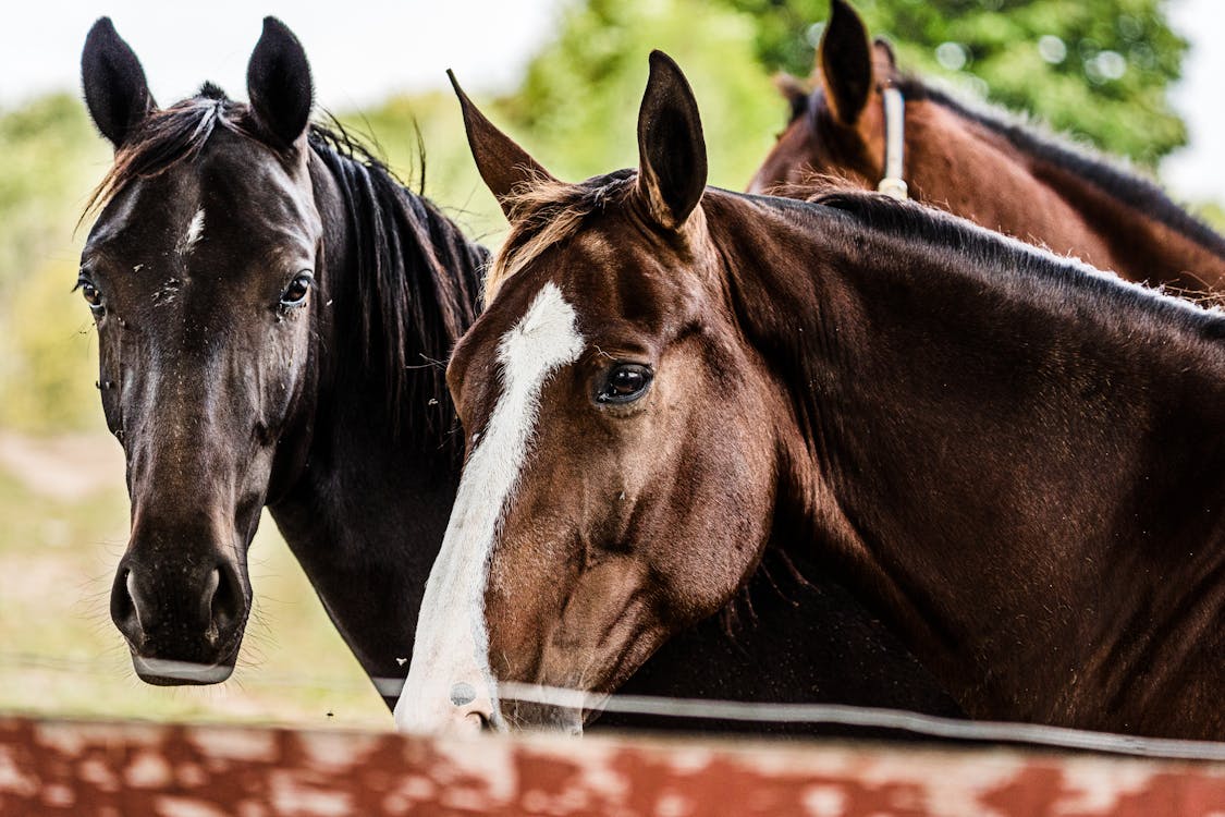 Free Close-Up Photo of Black and Brown Horses Stock Photo