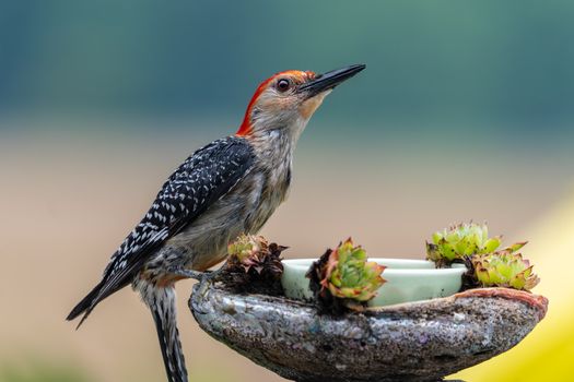 A vibrant red-bellied woodpecker perched on a bird bath surrounded by succulents in an outdoor setting.