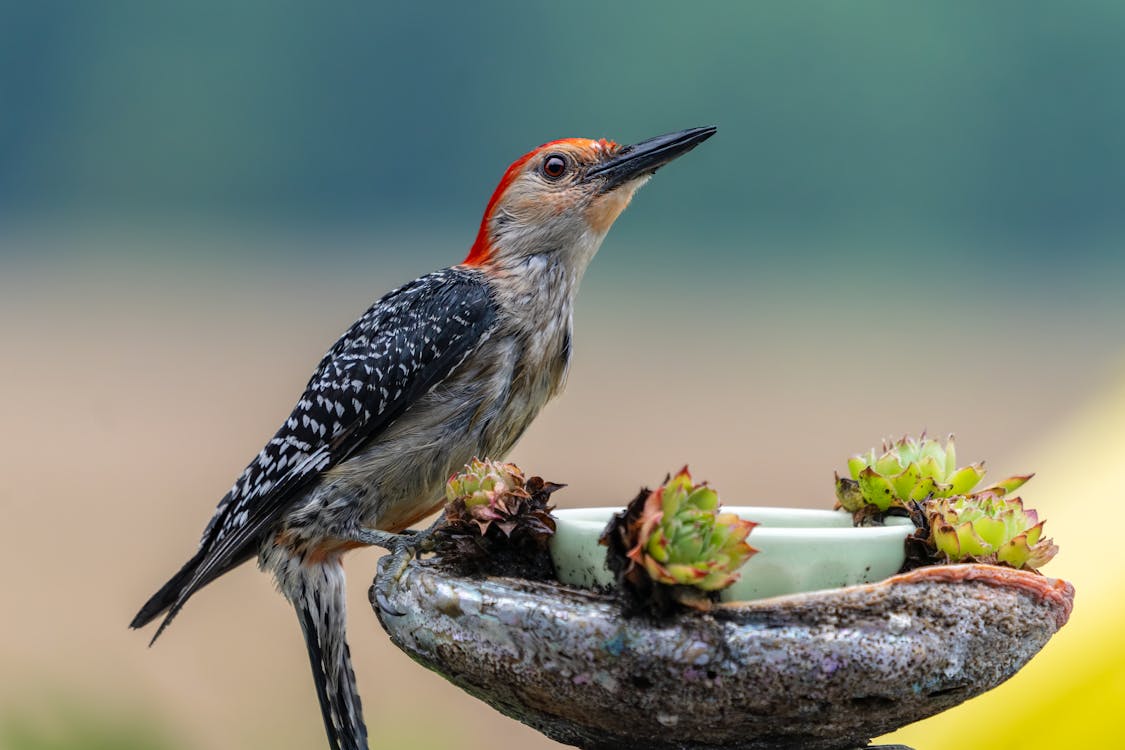 Selective Focus Photo of a Red-Bellied Woodpecker Perched Near Succulent Plants