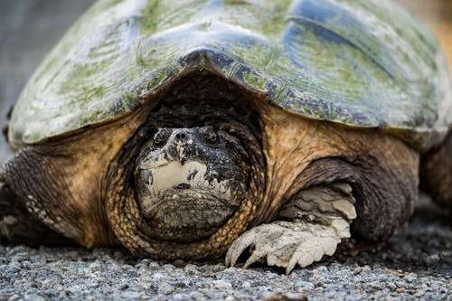 Free Close-Up Photo of a Snapping Turtle on the Ground Stock Photo