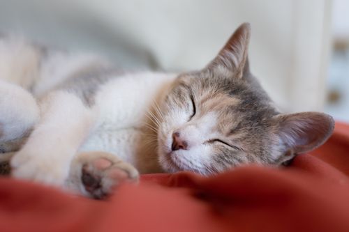 Free Close-up of a sleeping cat with a blurred background, showcasing tranquility and comfort. Stock Photo
