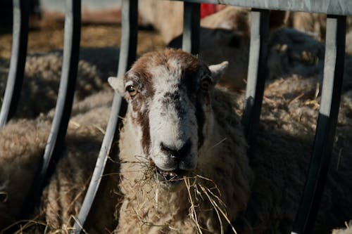 Foto stok gratis domba, ifaw, kandang