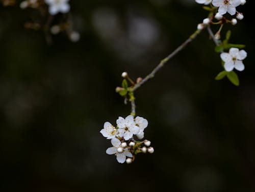 Selective Focus of Blackthorn Flowers