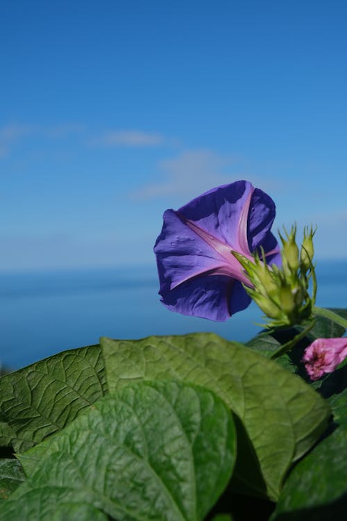 Darmowe zdjęcie z galerii z czyste błękitne niebo, fioletowe kwiaty, fioletowy