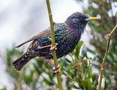 Free stock photo of animal, avian, beak