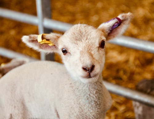 Free Close-Up Shot of a White Lamb Stock Photo