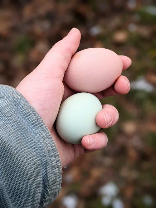 Person Holding White and Brown Egg