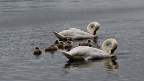 Foto stok gratis angsa, burung air, cygnets