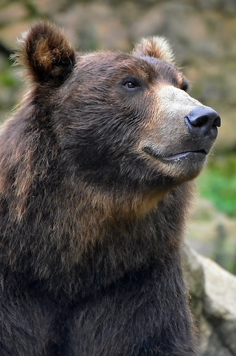 Grizzly Bear In Close-Up Photography