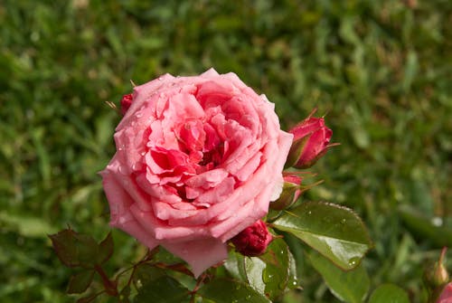 
A Close-Up Shot of a Pink Rose