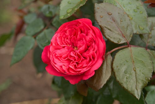 
A Close-Up Shot of a Red Rose