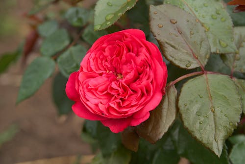 Gratis lagerfoto af blomst, flora, kronblade