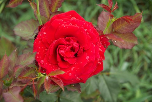 Free Vibrant red rose with fresh dew drops, captured close-up in a garden setting. Stock Photo