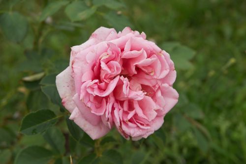 Free Beautiful pink rose captured in full bloom against a lush green background, outdoor setting. Stock Photo